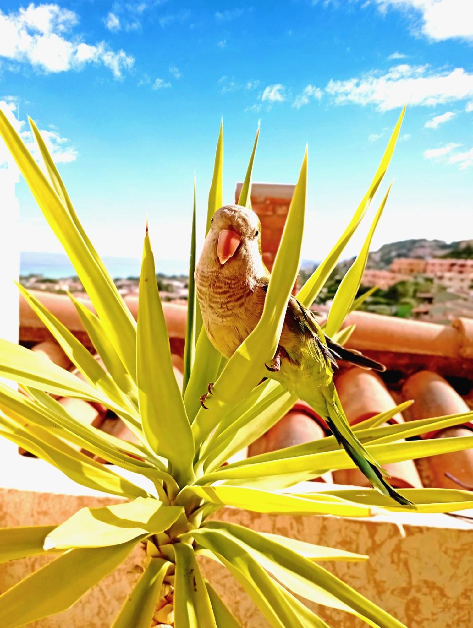 Villa Milena Costa Rei Vista Mare Dış mekan fotoğraf